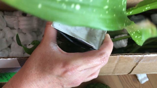 Houseplant Unboxing | New Houseplants from Hirt's Garden Nursery смотреть онлайн