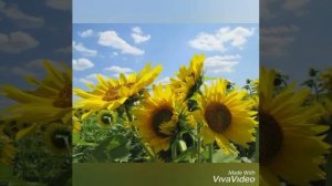 БАЛАМИШКИН