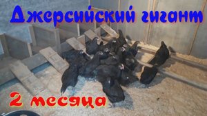 джерсийский гигант 2 месяца.mp4