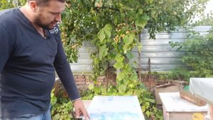 Оставлять или нет медово перговые рамки в зиму пчелам. Перговые рамки  пчелам в зиму