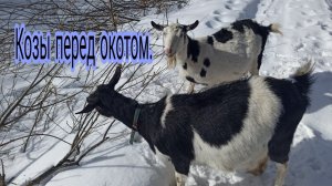 Козы перед окотом.