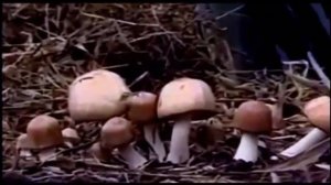 Божественный гриб - Агарик Бразильский