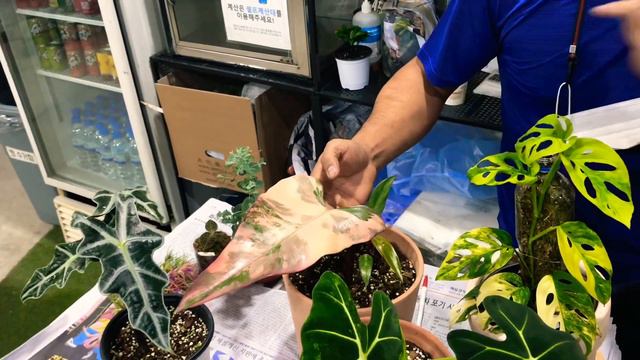 Alocasia Red Secret-Nobillis-อโลคาเซีย ชมความสมบูรณ์#ใช้ดินปลูกถูกชนิดถูกวิธี смотреть онлайн