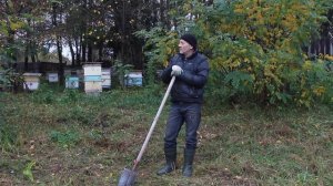 САЖАЕМ МЕДОНОСЫ ВОКРУГ ПАСЕКИ: БЕЛАЯ АКАЦИЯ, ЛИПА, ВАТОЧНИК СИРИЙСКИЙ!