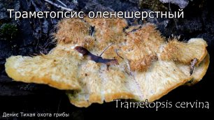 Траметопсис оленешерстный | Trametopsis cervina
