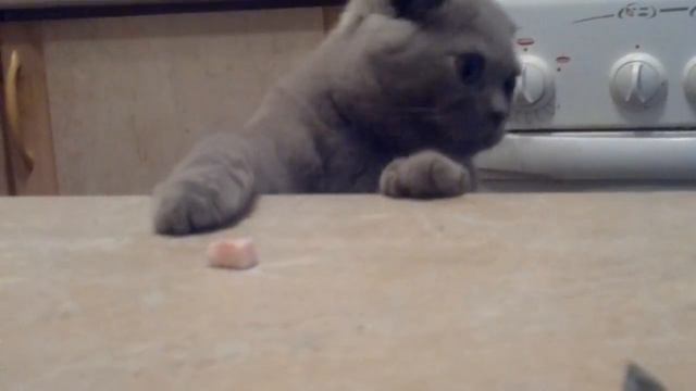 Кот кушает смотреть онлайн