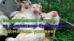 Выращивание и уход за цыплятами-бройлера в домашних условиях