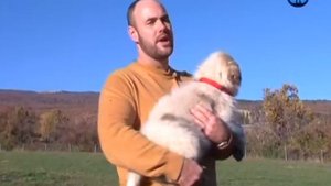 Планета собак 2011. Большая пиренейская собака. Франция