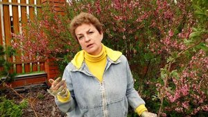 Как посадить малину