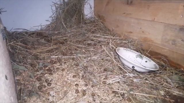 Мои кролики. Маленьким крольчатам 14 дней. Обзор моих кроликов.