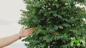 Ландшафтный дизайн. Летняя обрезка декоративных кустарников