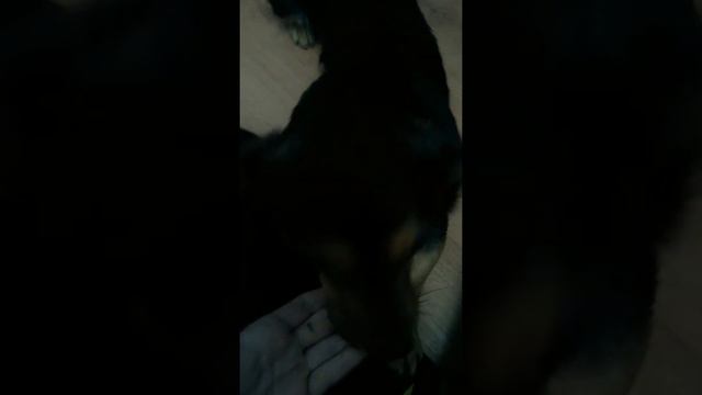 Потеря собаки смотреть онлайн