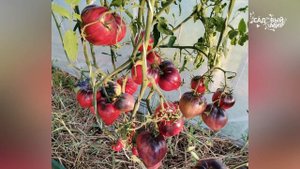 ЛУЧШИЕ КОЛЛЕКЦИОННЫЕ СОРТА ТОМАТОВ В 2021