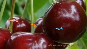 Вишня обыкновенная Игрушка (Дюк) (prunus cerasus) ? обзор: как сажать, саженцы вишни Игрушка (Дюк)