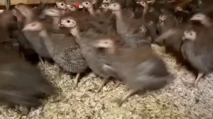 Цесарка бройлерная серо-крапчатая