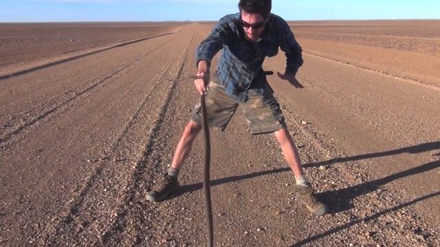 The life of taipans - The worlds most venomous snakes! смотреть онлайн