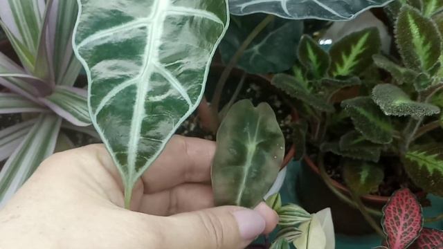 Комнатные цветы на подоконнике и стеллаже| Цветочные новости