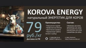 Shorts Korova Energy