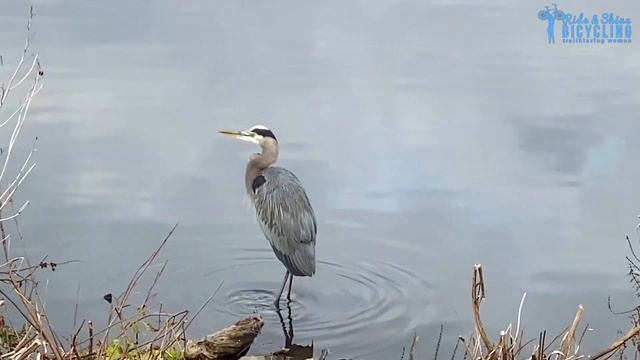 Lake Accotink, Springfield, Virginia Bicycle Trail | Hidden Gem смотреть онлайн