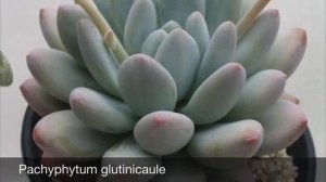 22 Pachyphytum Species All-named