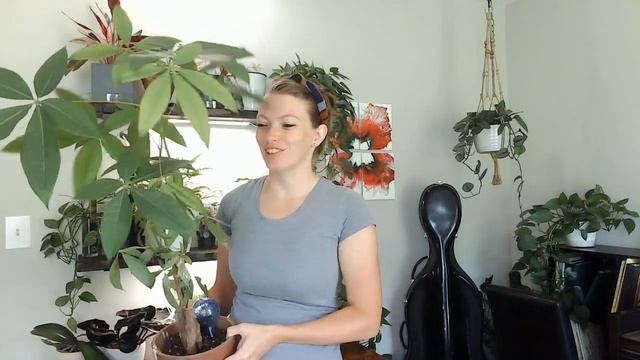 Money Tree (Pachira Aquatica) Plant Care Tips & what NOT to do! [get BIG leaves!] смотреть онлайн