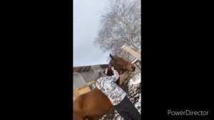 Вычёсываем гриву лошади  от колючек