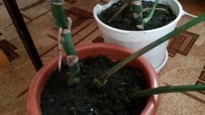 Будни цветовода: Размножение монстеры