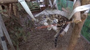 Дымчатый леопард  21 04 2021