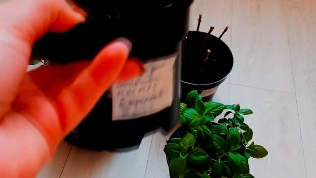 Хотите укоренить черенки гортензии сейчас? Это не то что можно, это даже нужно! смотреть онлайн