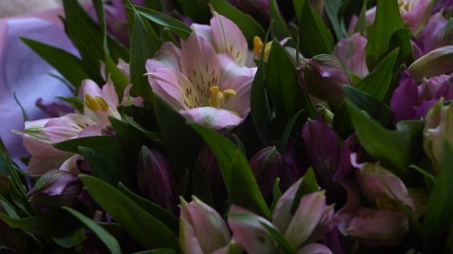 Букет из 25 розовых и фиолетовых альстромерий микс смотреть онлайн