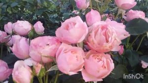 Саженцы розы Долчеза!!!!💕💕💕🌹🌹🌹