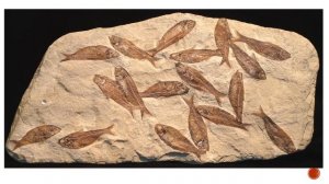 Основные этапы развития растительного мира