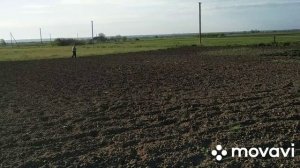 Как избавиться от молочая ? Садим  и сеем огород.