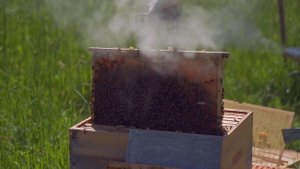 СОДЕРЖАНИЯ ПЧЁЛ В ЯПОНСКОМ УЛЬЕ!