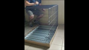 Сборка клетки