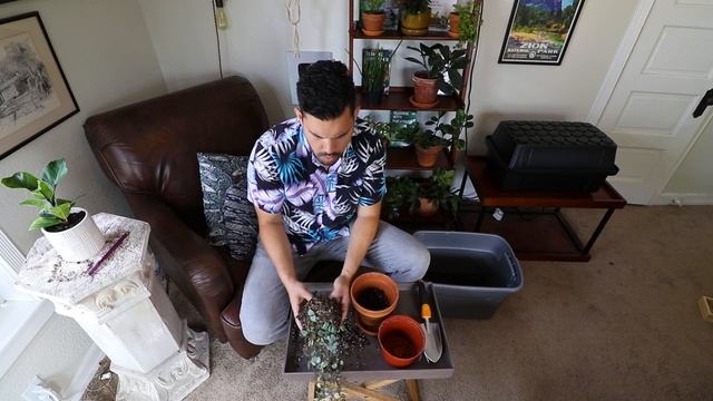 String of Hearts Care: Successfully Grow Ceropegia Woodii смотреть онлайн