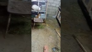 строительсво крольчатника. подогрев поилок зимой