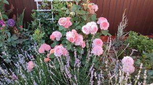 Цветение роз Индевор, Институт Люмьер, Коко Локо, Корал Желе????