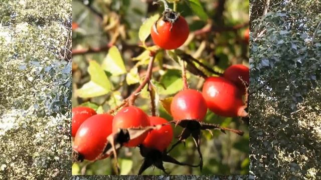 1 октября народный праздник АРИНА ШИПОВНИЦА. народные приметы и поверья