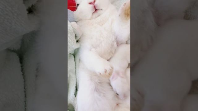 How Baby Rabbit Feeding Milk from Her/His Mother #shorts