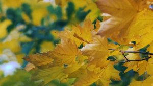 Футаж — Красивый осенний фон (листья клёна). Футажи (footages) красивая природа [FullHD]