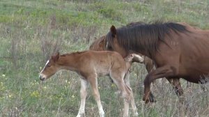 Лошади немного одичали