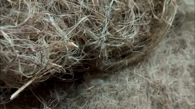 КОНОПЛЯ / ПЕНЬКА . обработка растительного волокна