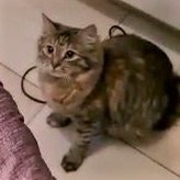 ГРЭЙС И ЕЕ ЛЮБИМАЯ МЫШЬ!!! смотреть онлайн