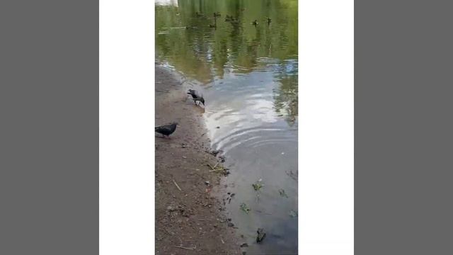 Кормление лебедей в Парке культуры и отдыха. г. Выкса