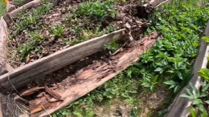 Большой УЖ встретился мне в огороде