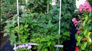 ВЫРАЩИВАЕМ МАЛИНУ НА СИБИРСКОЙ ДАЧКЕ