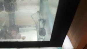 Подмена воды малькам тернеции