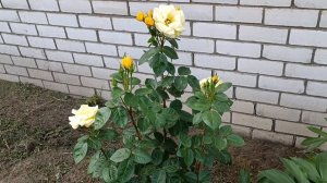 Кустовые БЕЛЫЕ и ЖЁЛТЫЕ розы 🌹. Минимальный уход. Цветение!!!
