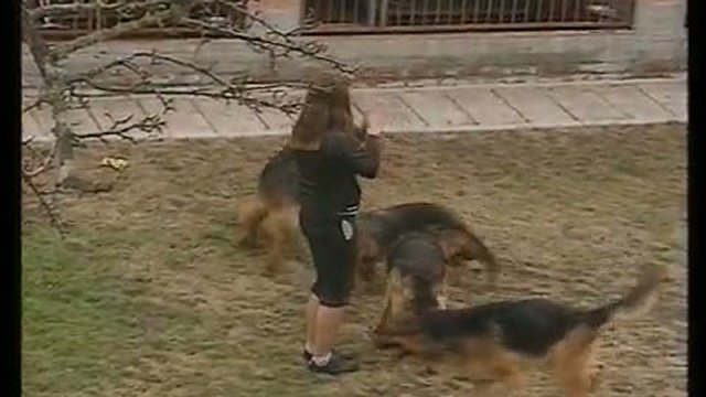 Немецкая овчарка 